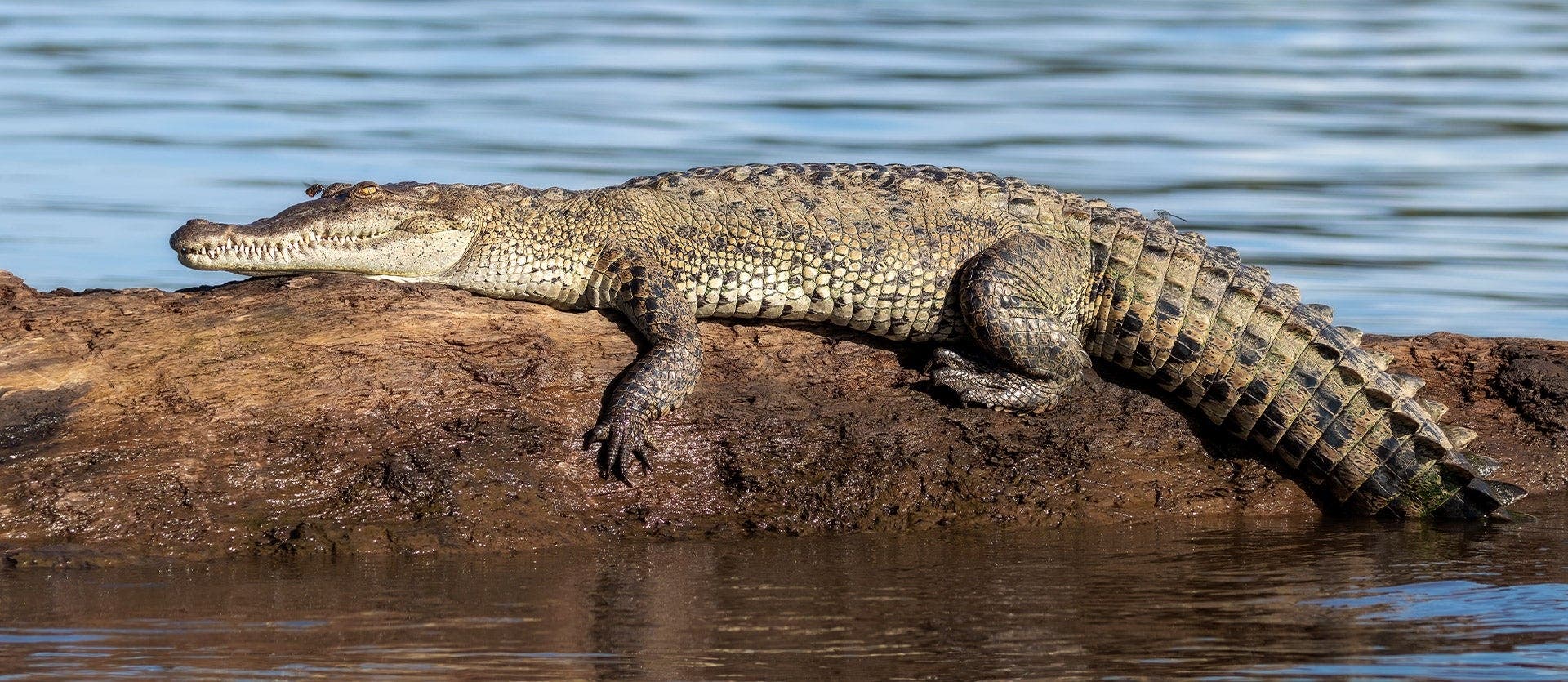 Monteverde Cloud Forest & Playa Hermosa