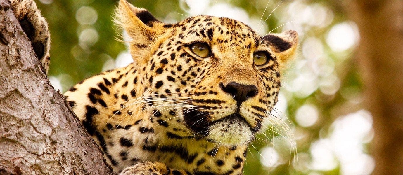 Explorer Le Cap et Kruger