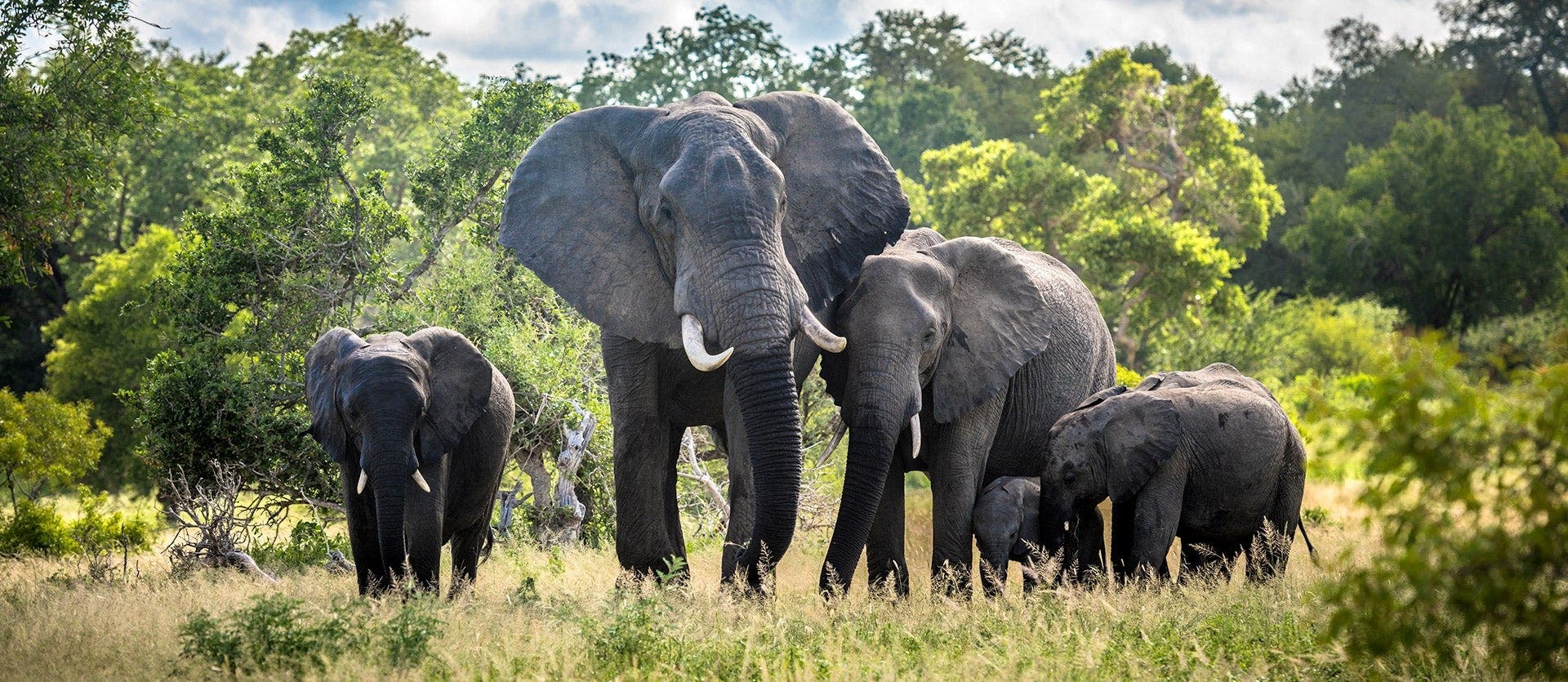 Explorer Le Cap et Kruger