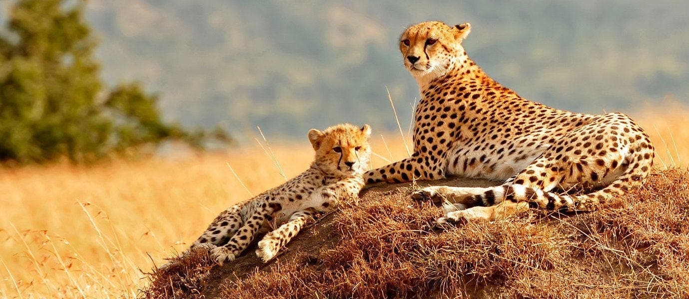 Savannahs, safaris & Maasai Mara