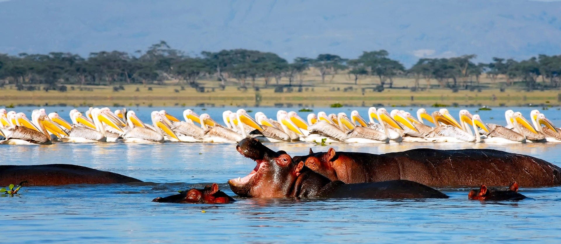 Savannahs, safaris & Maasai Mara