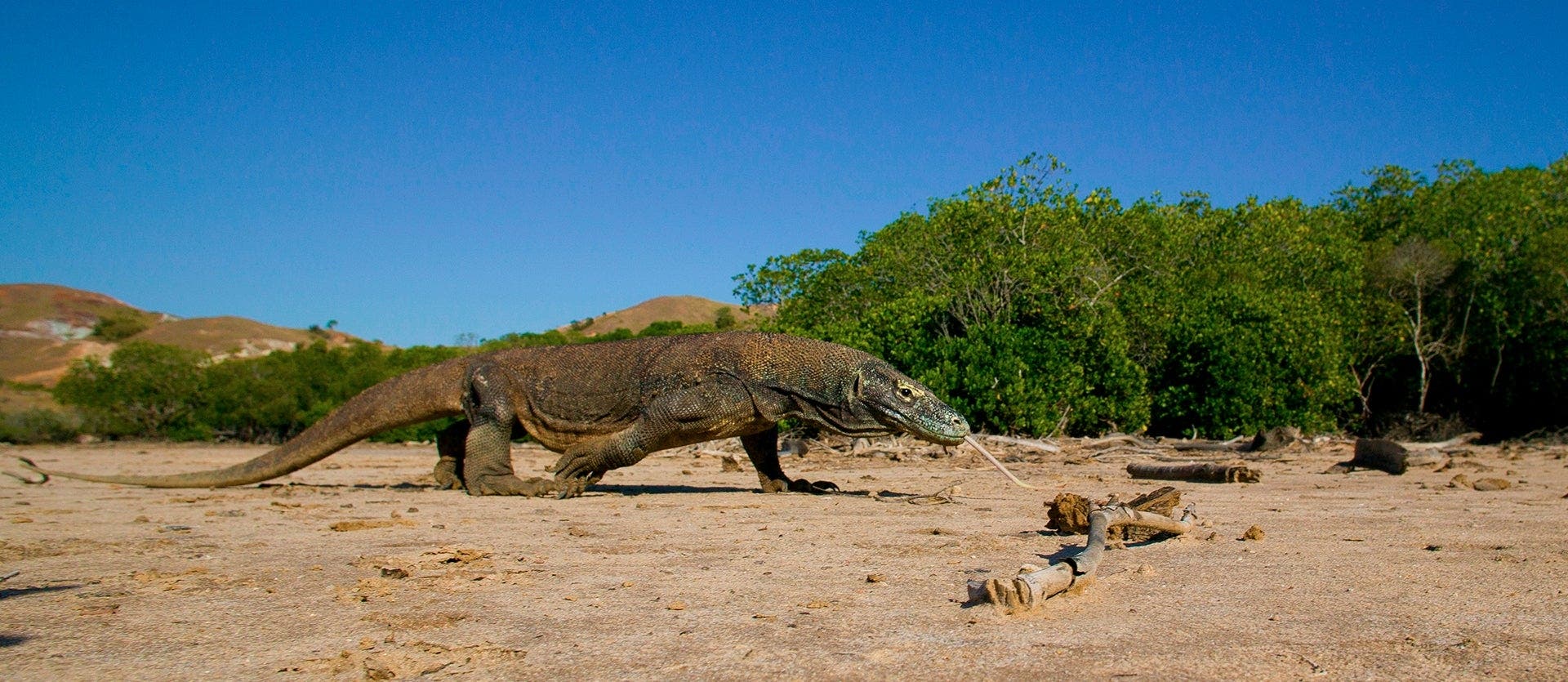 Bali, relax & Komodo dragons