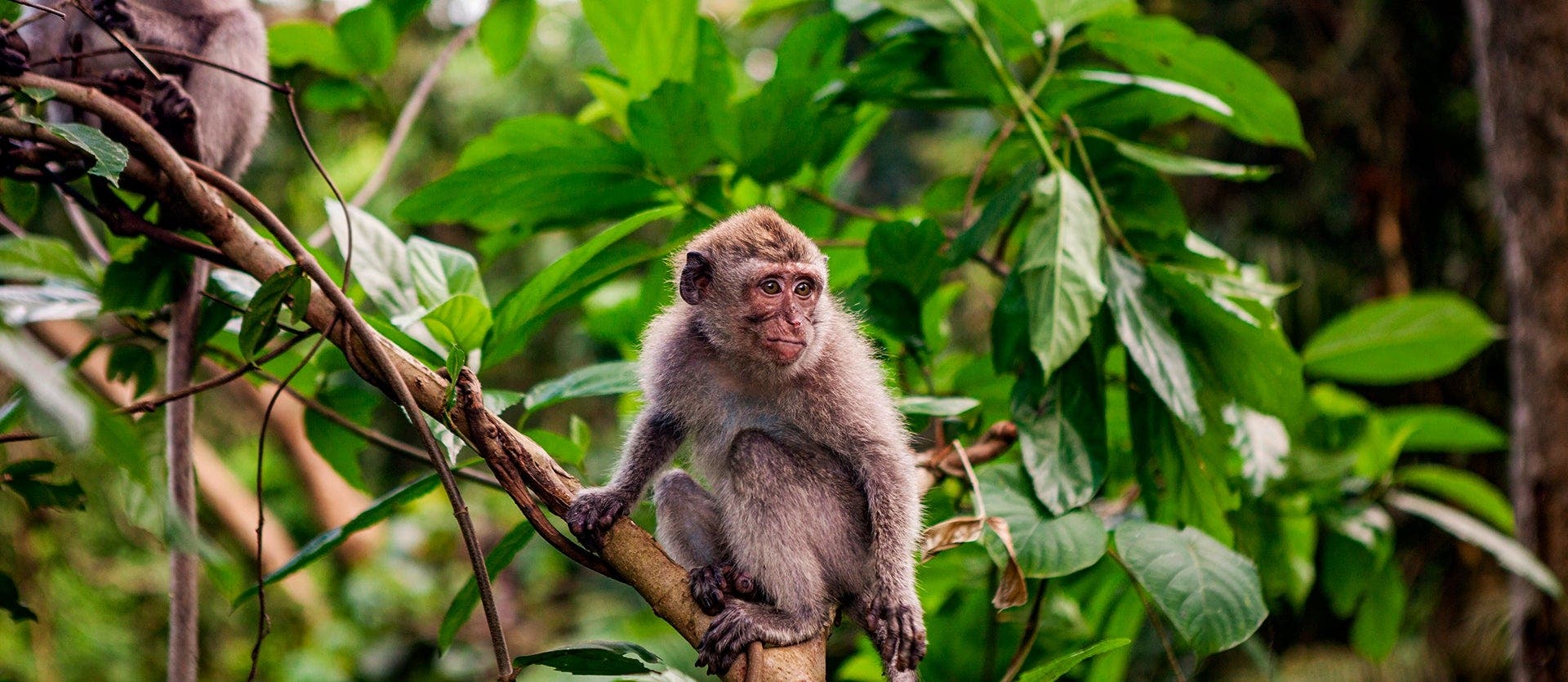 Bali, relax & Komodo dragons