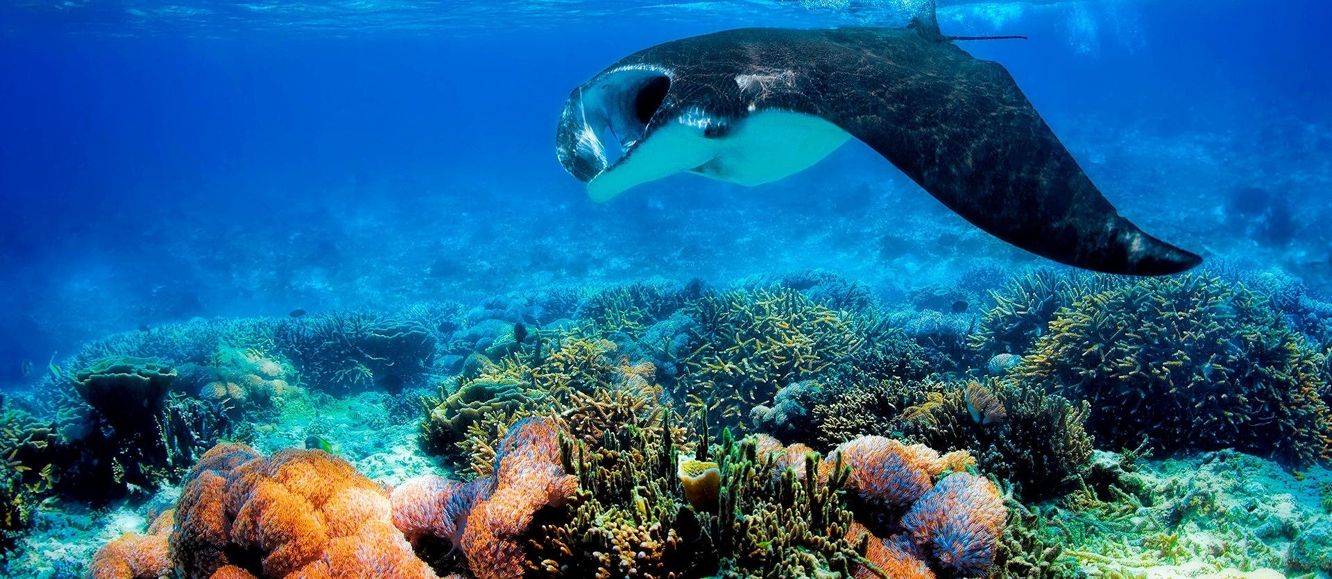 Bali, relax & Komodo dragons