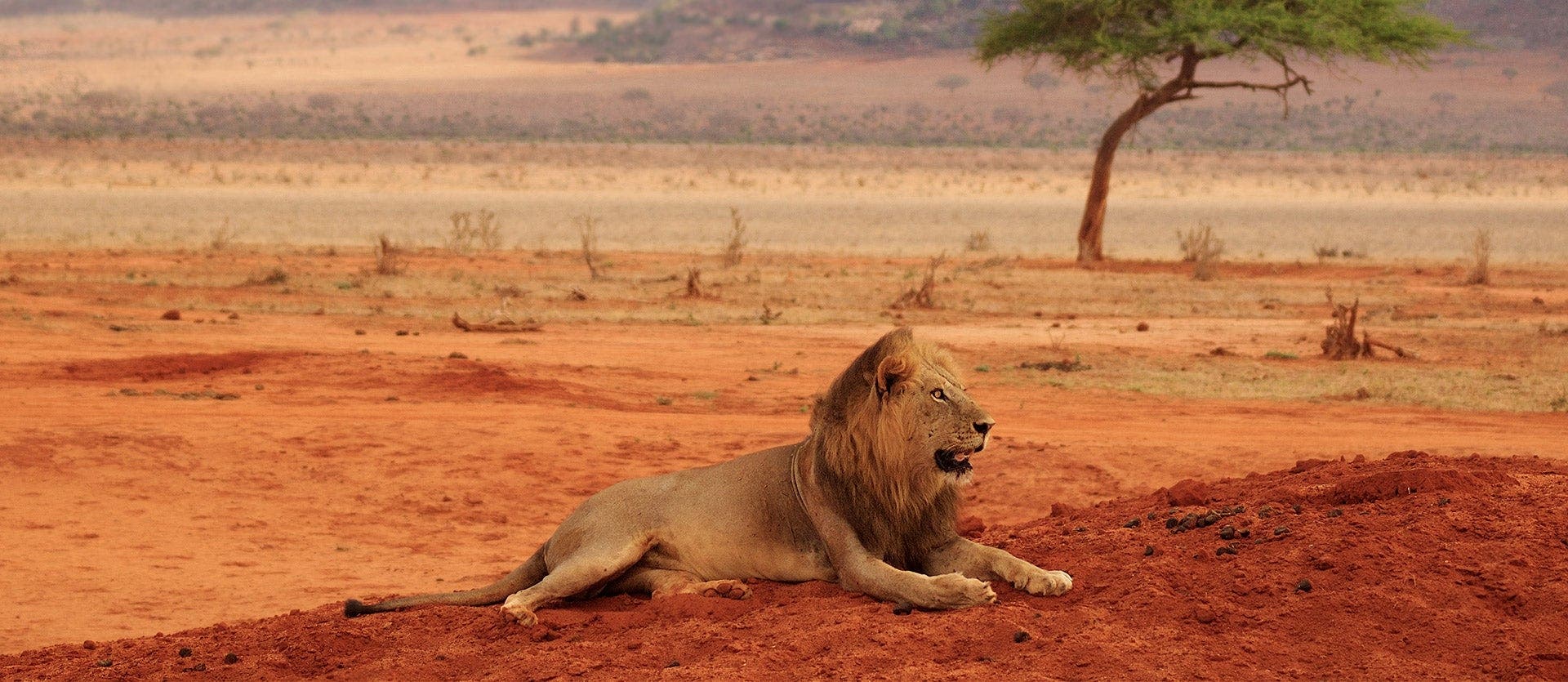 Gorilas, los 5 grandes y relax en Kenia