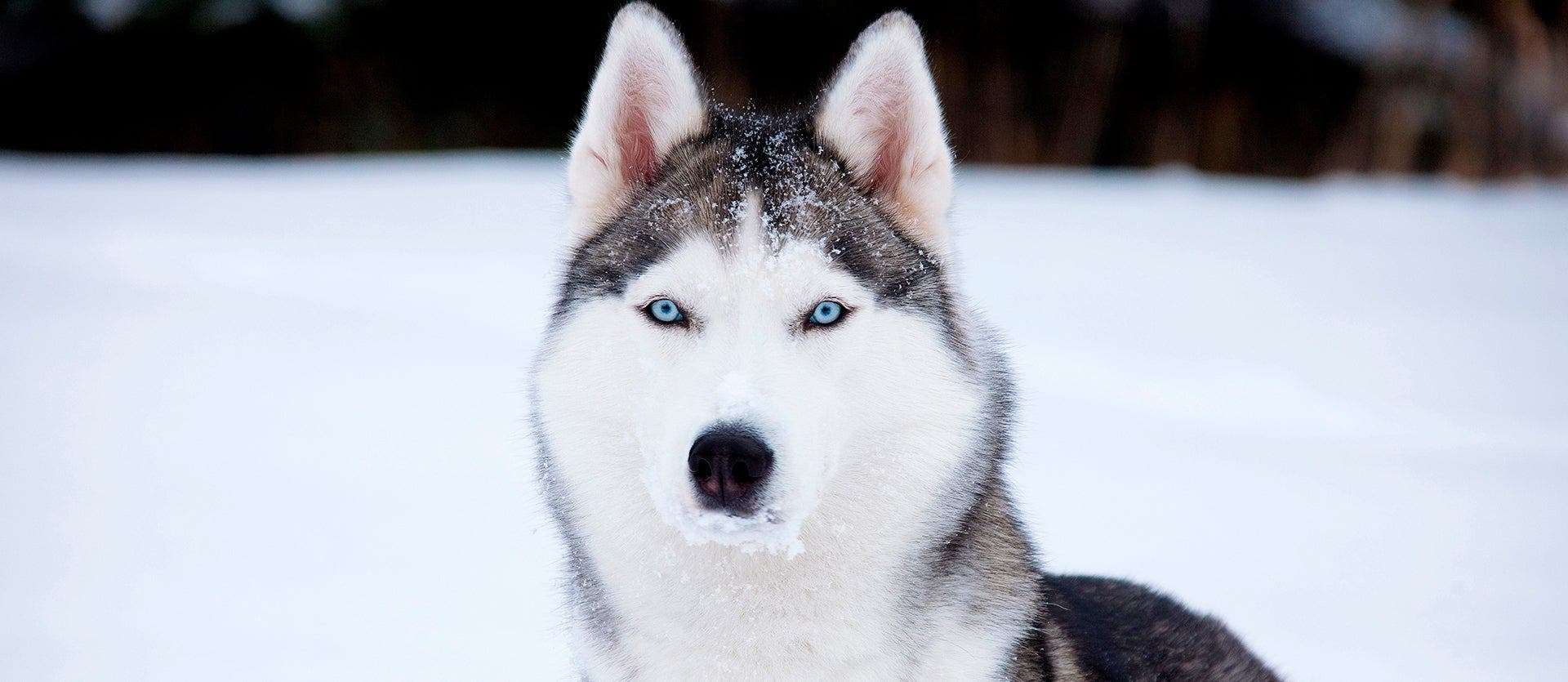 Arctic Magic: Winter Adventure in Lapland