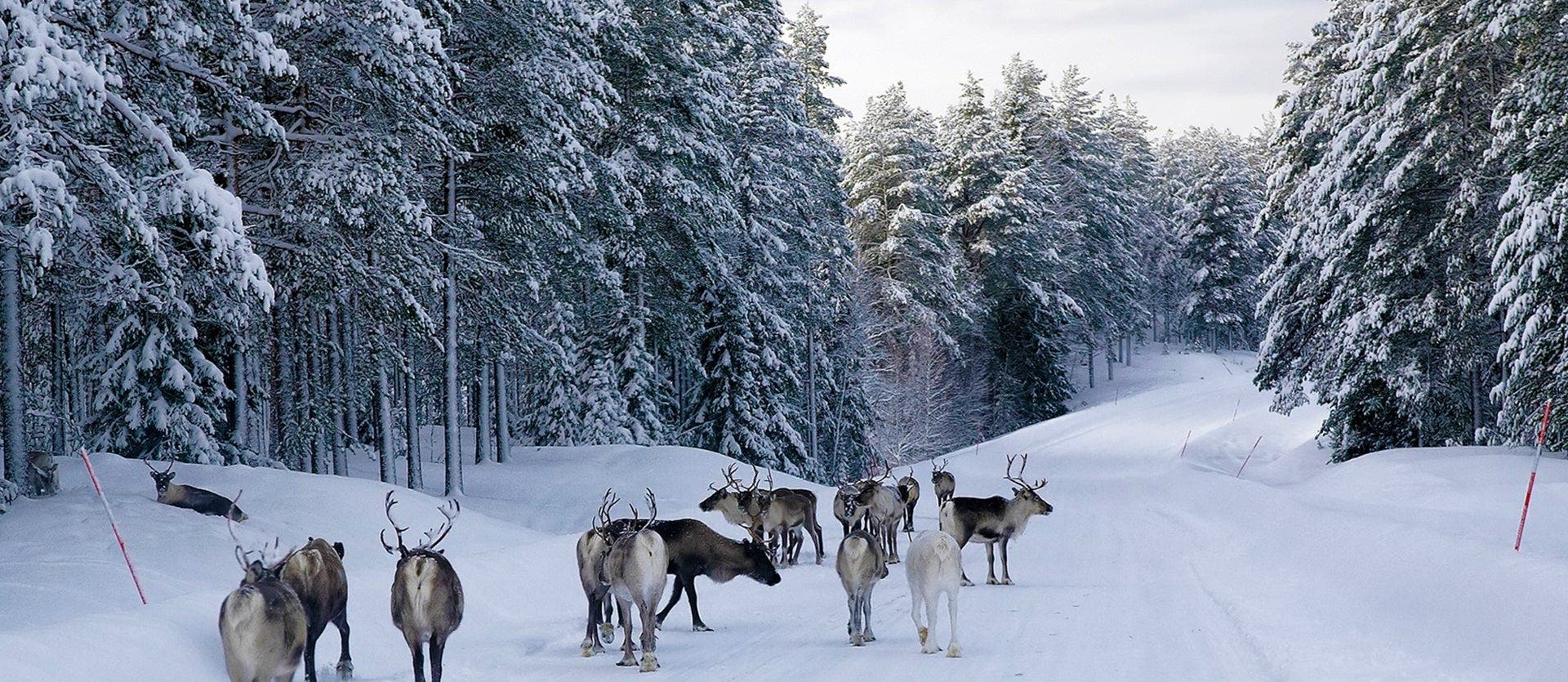 Arctic Magic: Winter Adventure in Lapland