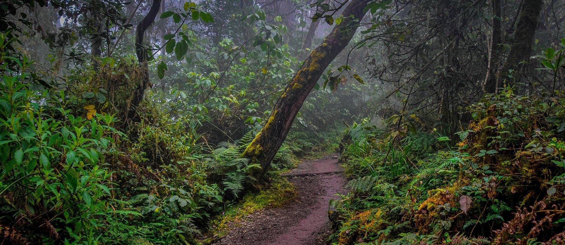Safari in Tanzania & Hiking on Kilimanjaro