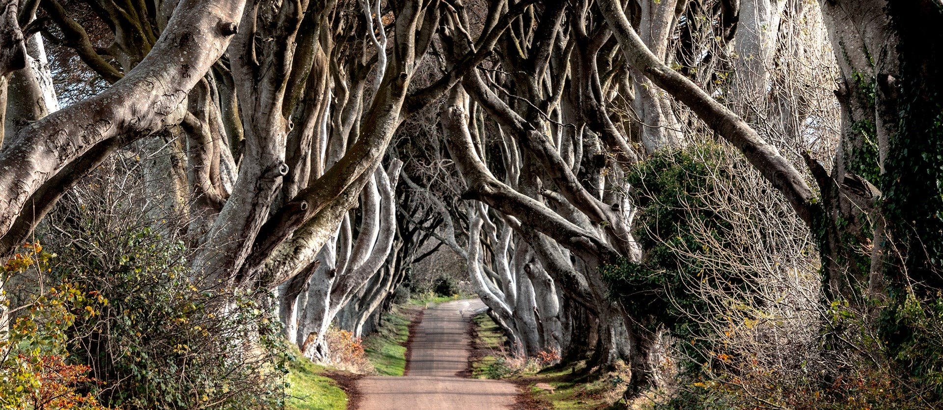 Giant's Causeway & The Wild Atlantic Way
