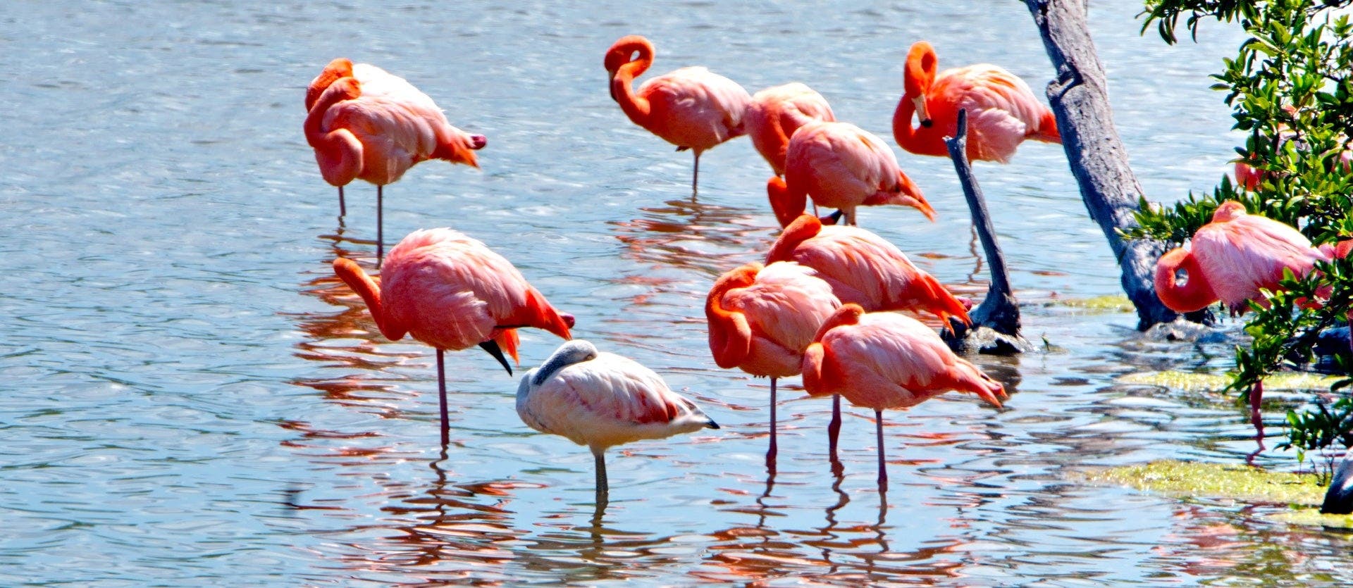 Galapagos Cruise & Wild Amazon Immersion