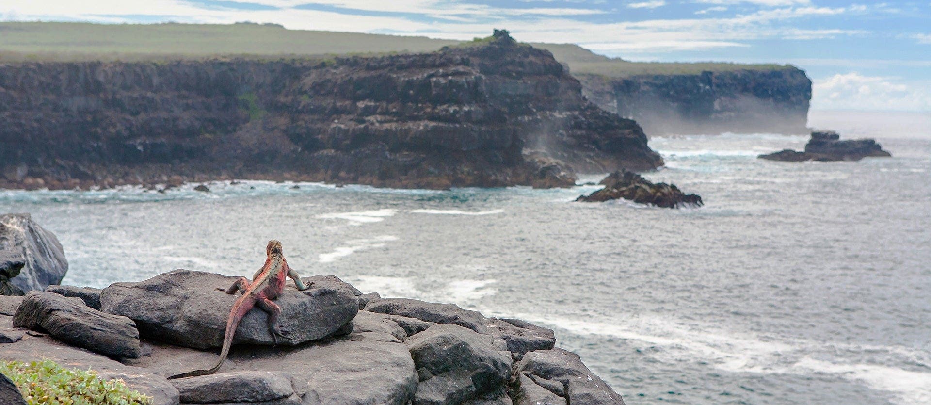 Galapagos Cruise & Wild Amazon Immersion