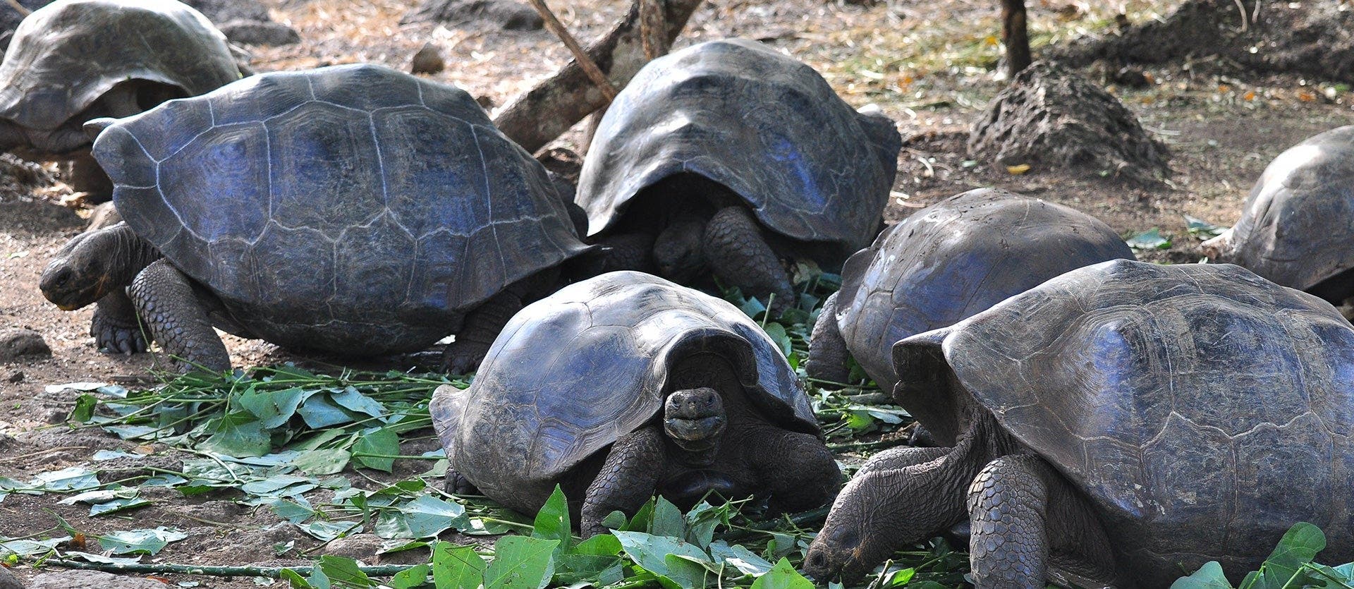Galapagos Cruise & Wild Amazon Immersion