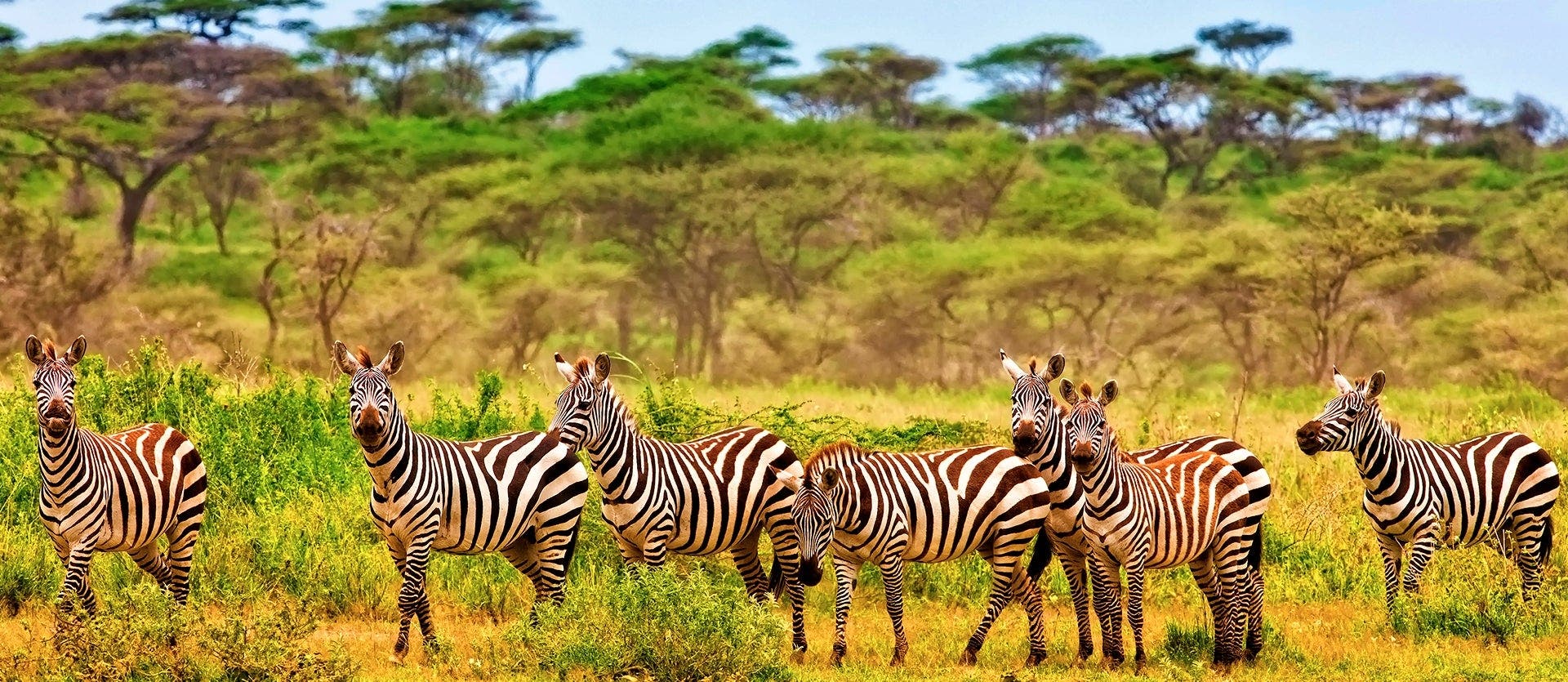 Serengeti, Ngorongoro & Zanzibar