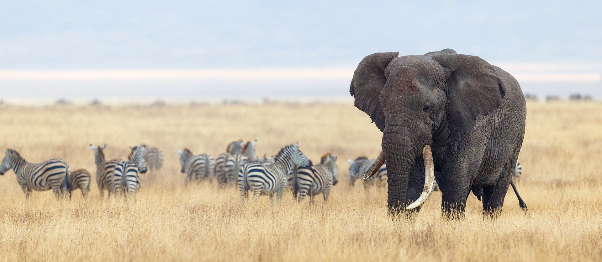 Serengeti, Ngorongoro & Zanzibar