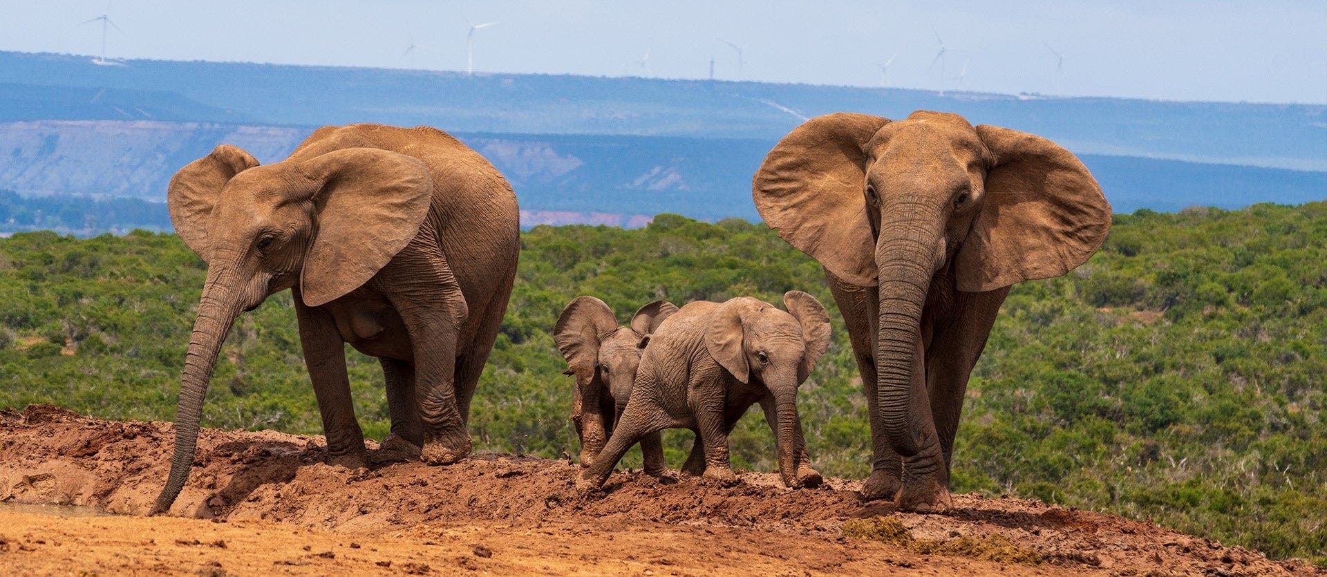 Safaris, Cape & Garden Route