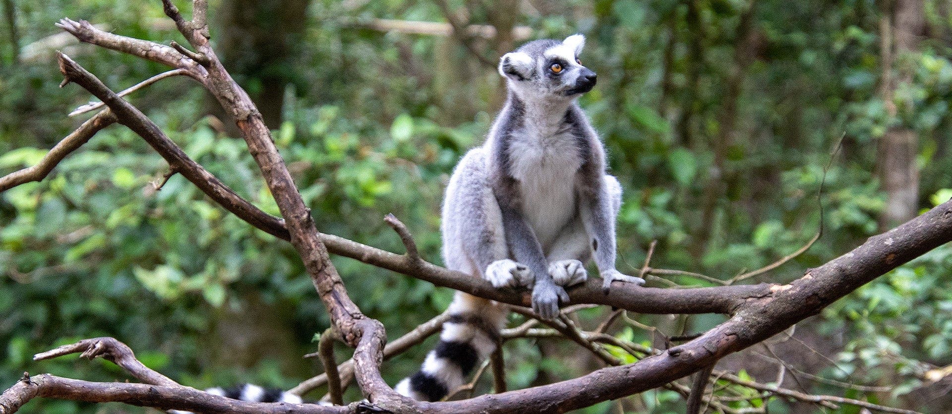 Safaris, Cape & Garden Route