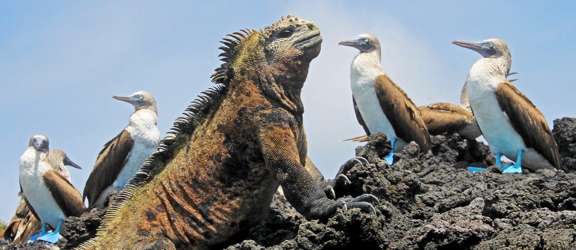 Amazing Ecuador: From Amazon to Galapagos