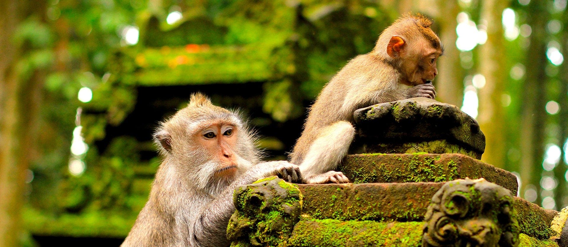 Java & Bali: temples, beaches & volcanoes