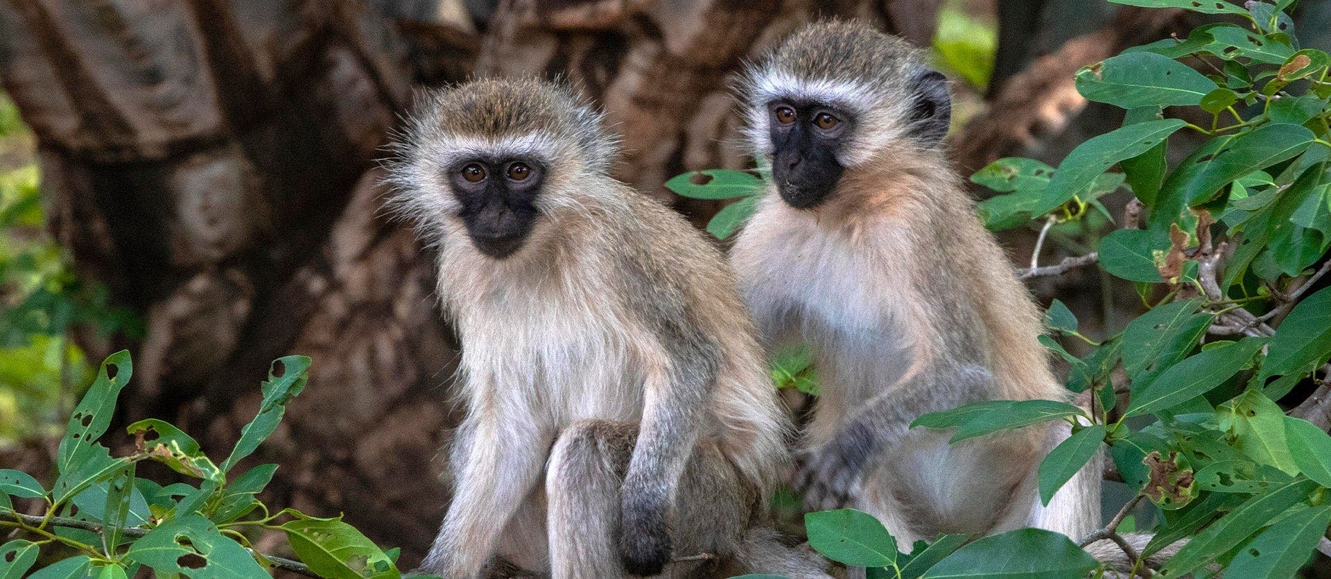 Kenia y Zanzíbar: Safari y Playas