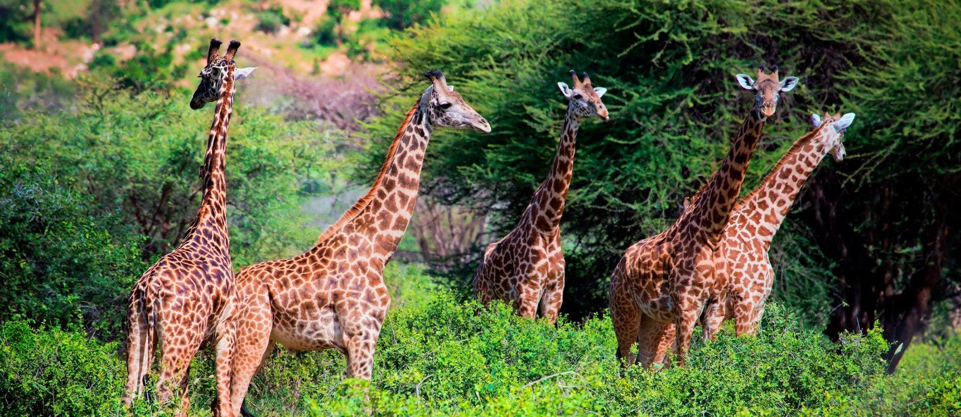 Kenia y Zanzíbar: Safari y Playas