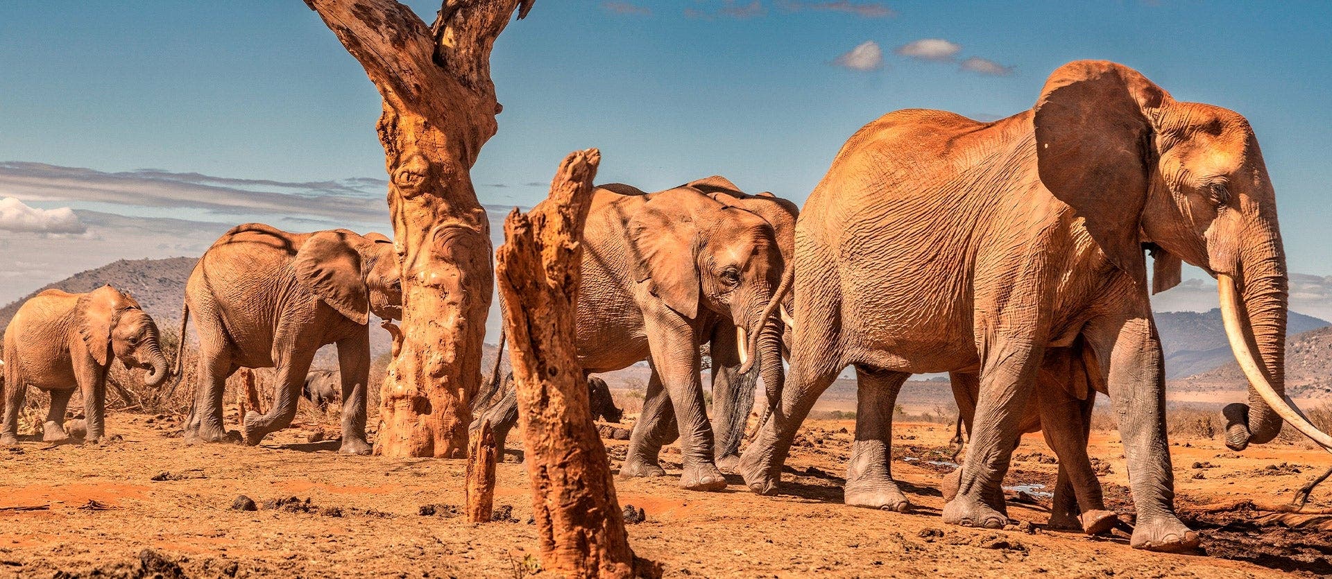 Kenia y Zanzíbar: Safari y Playas