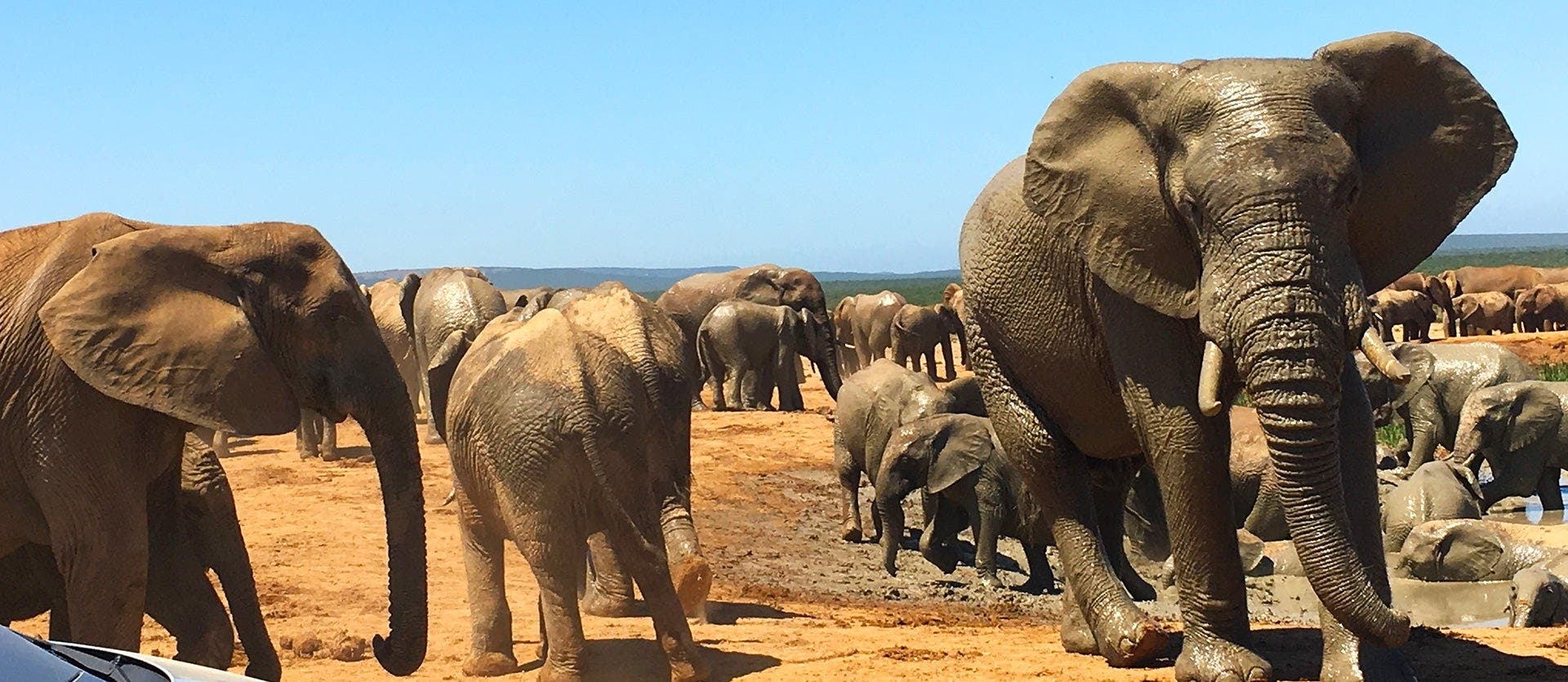 From Table Mountain to the Big Five Safari