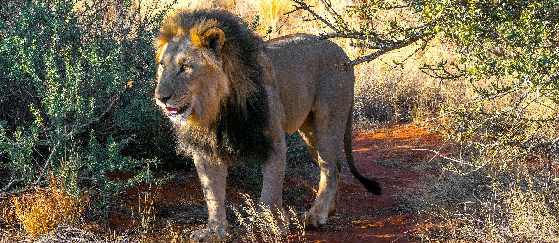 From Table Mountain to the Big Five Safari