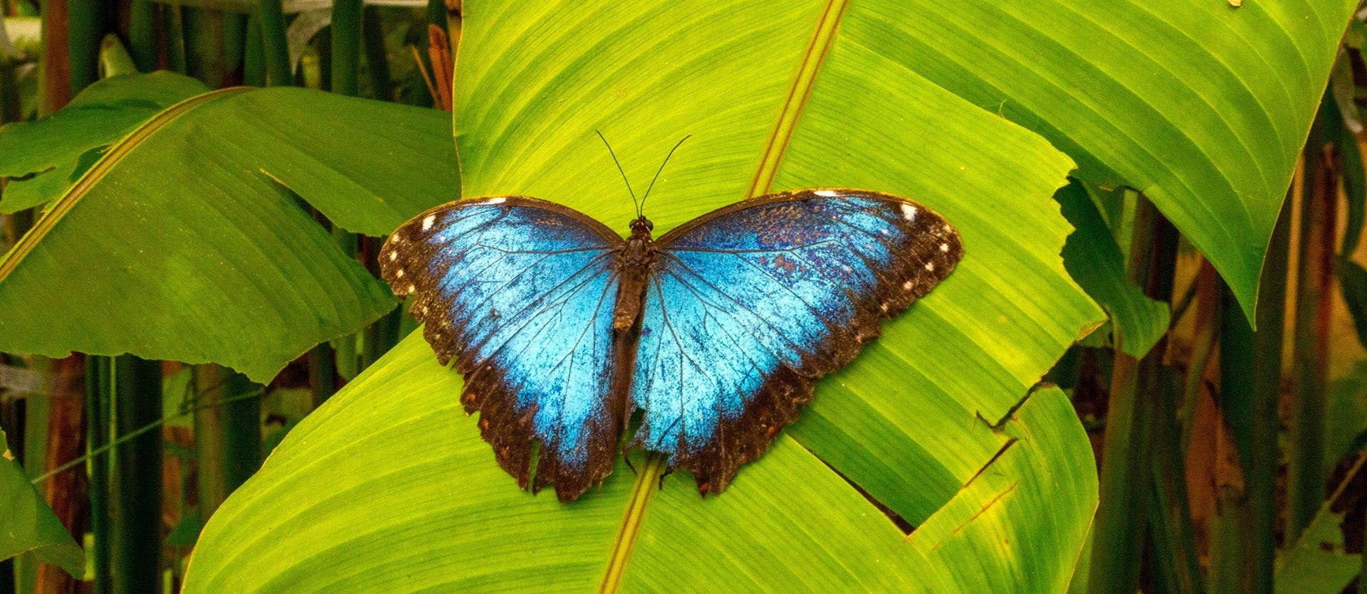 Panama City & Gamboa rainforest