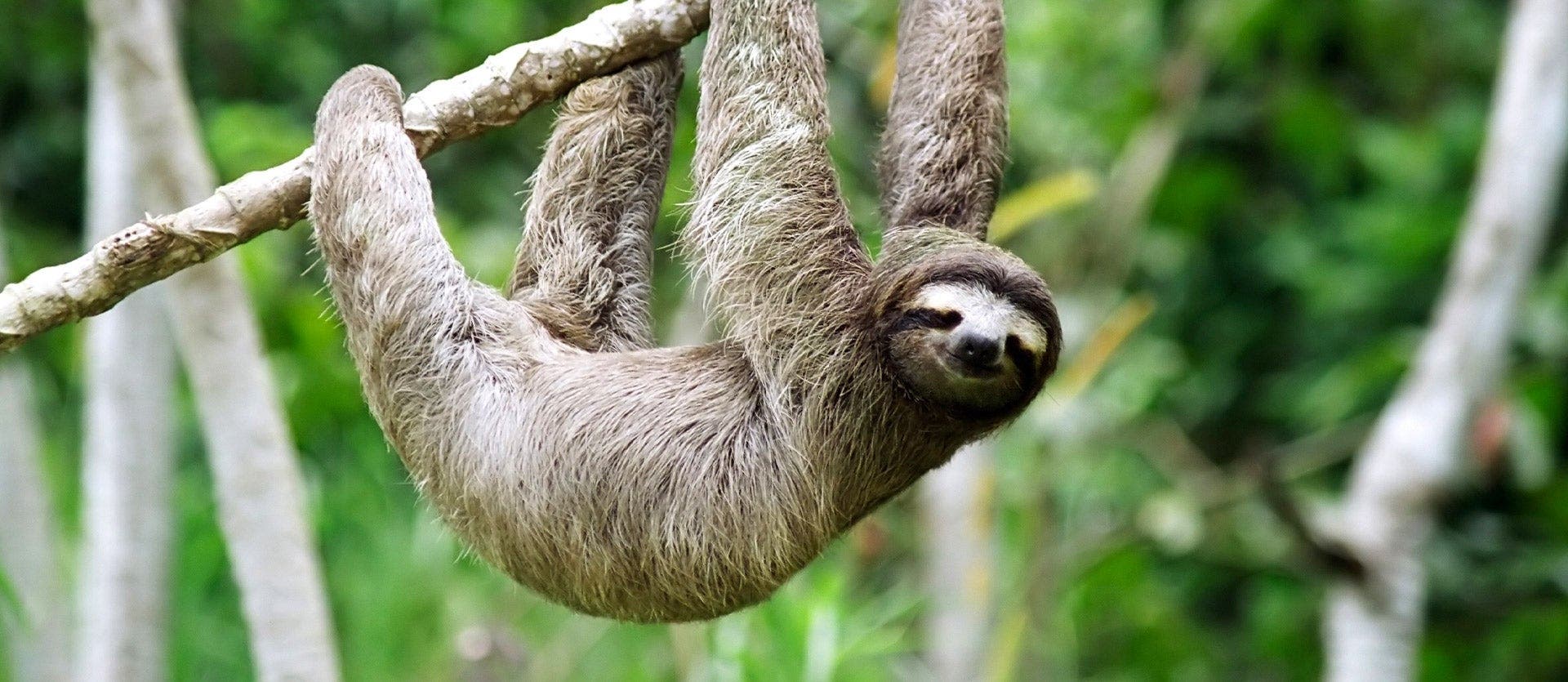 Panama City & Gamboa rainforest