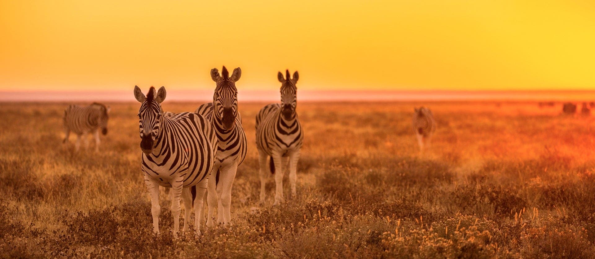 Cape Town & wild Namibian landscapes