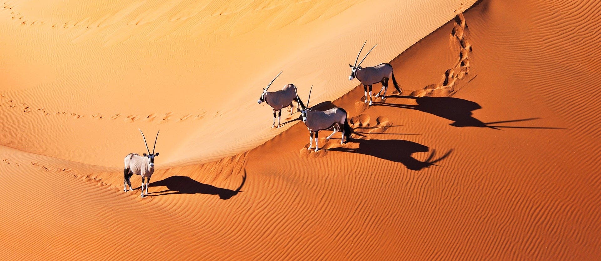 Cape Town & wild Namibian landscapes