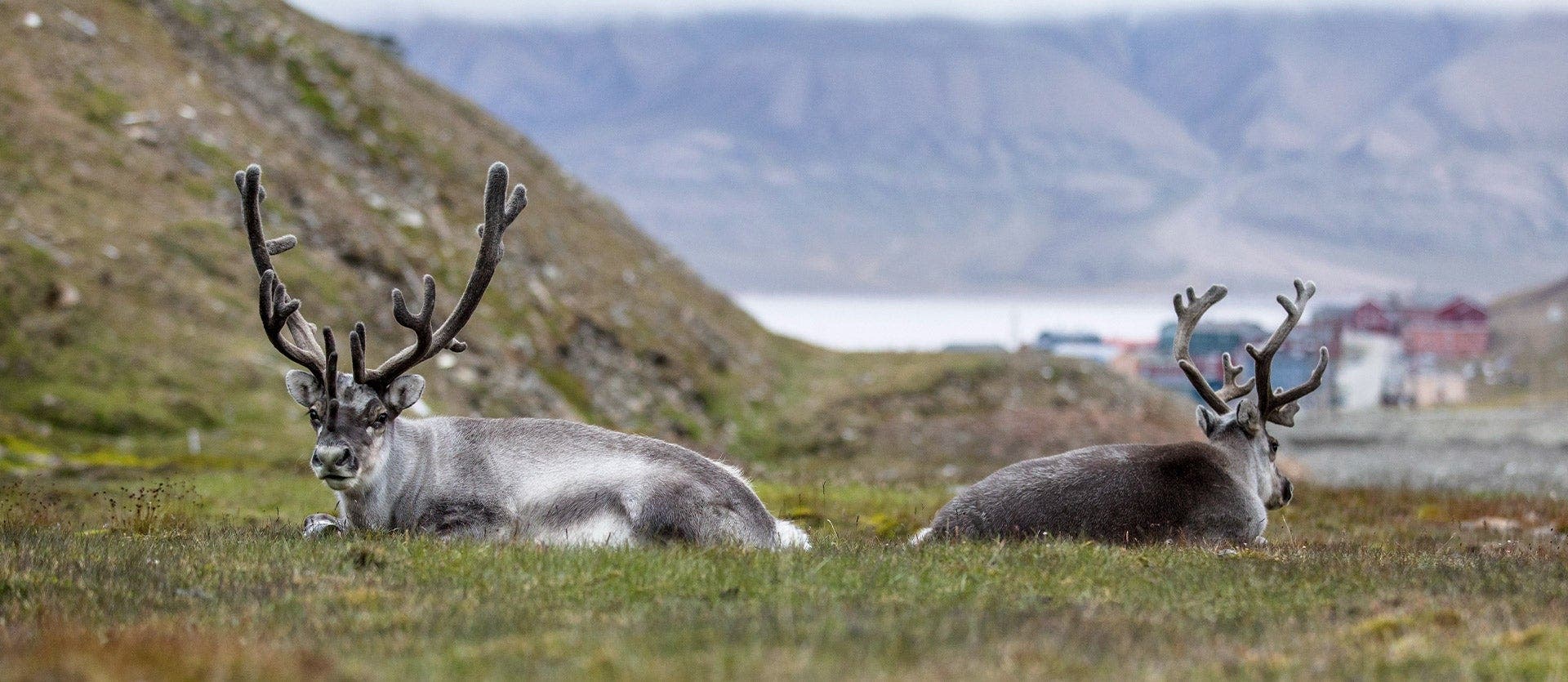 Norwegian fjords & polar Svalbard