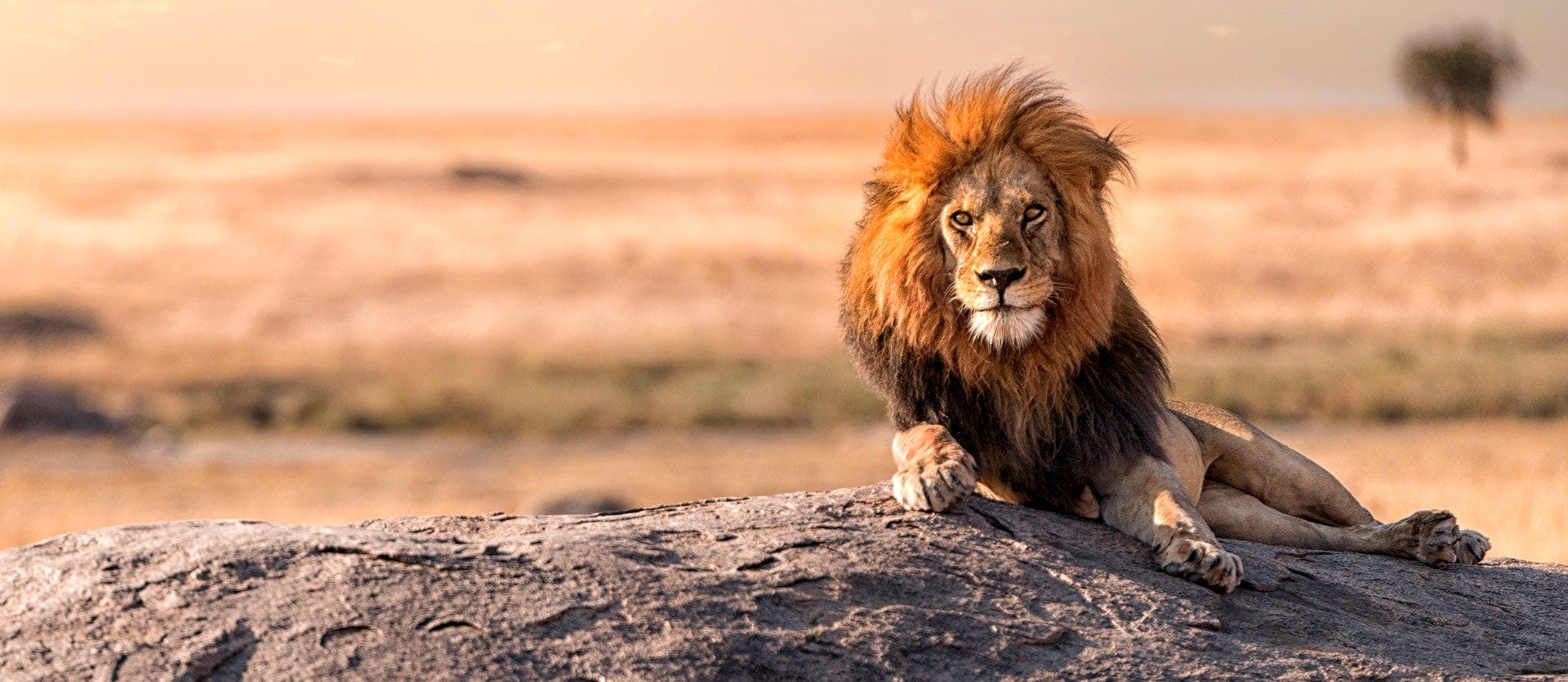 Mara, Serengeti & Ngorongoro Crater