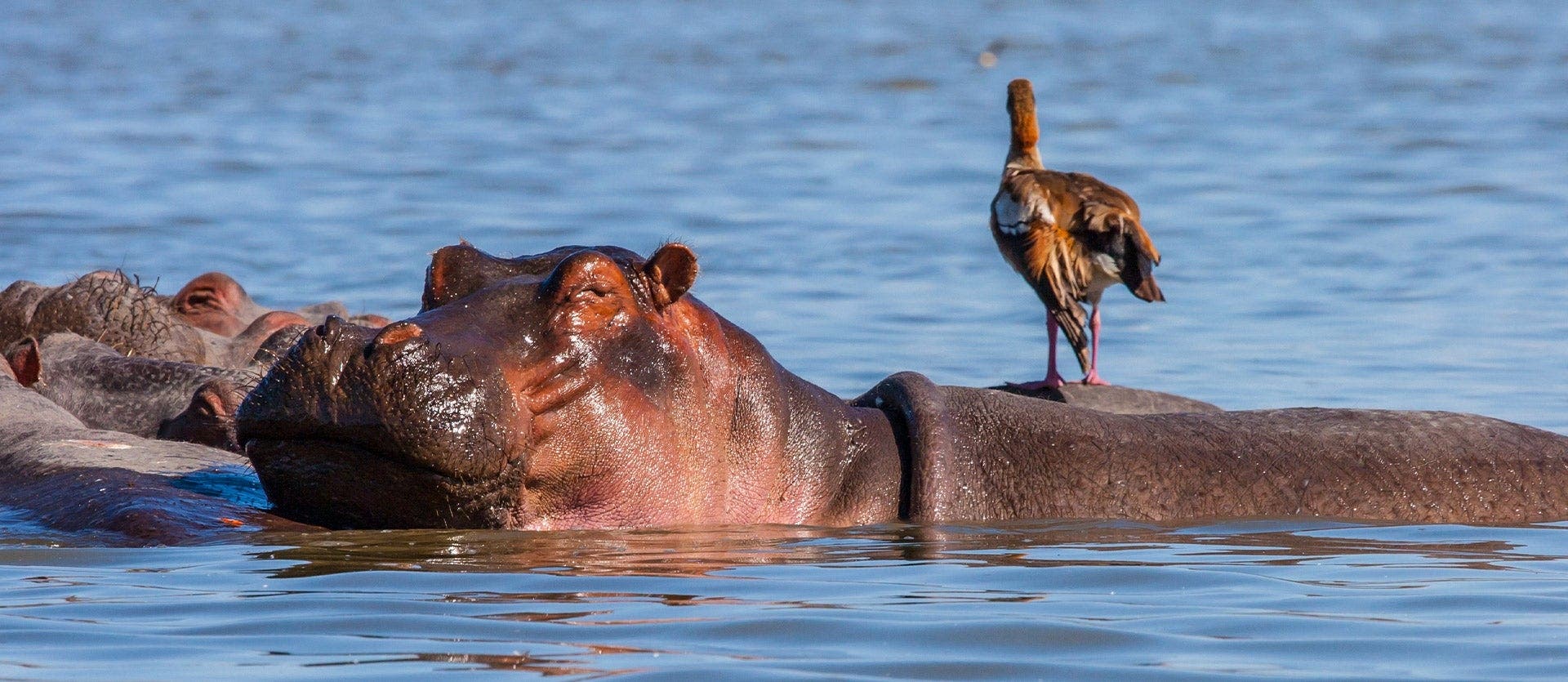 Mara, Serengeti & Ngorongoro Crater