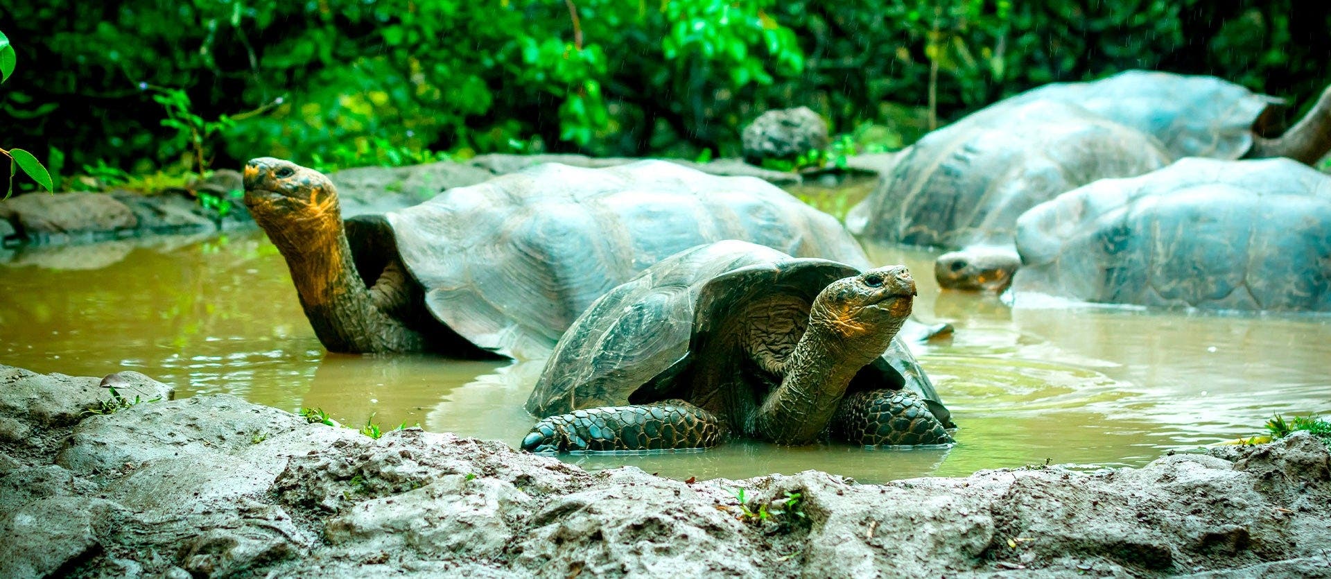 Into the wild: Galapagos & Isabela Island
