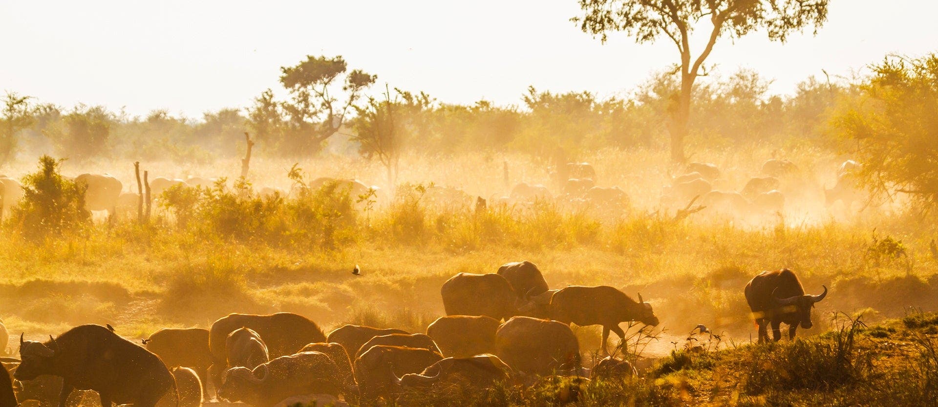 África salvaje: safaris, cataratas y dunas