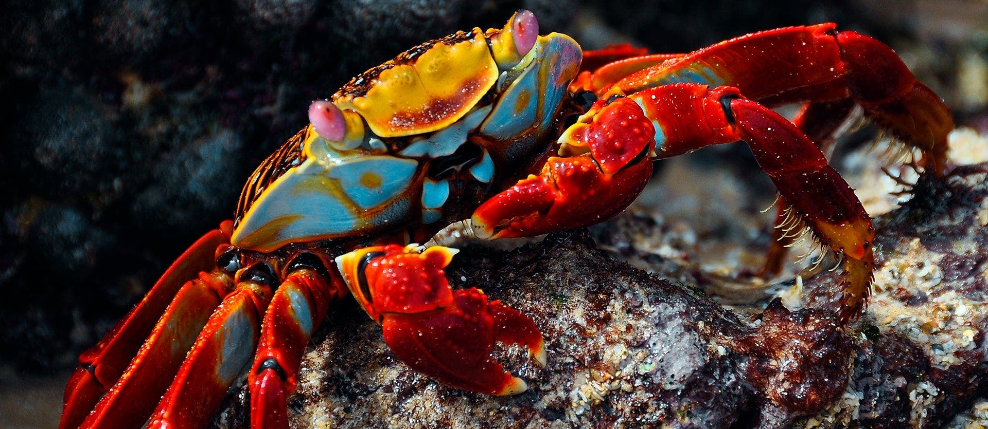 Into the wild: Galapagos & Isabela Island