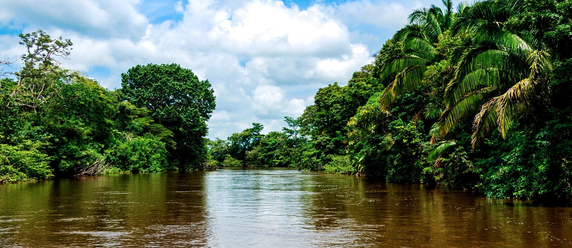 Jungla <span class="iconos separador"></span> Tortuguero