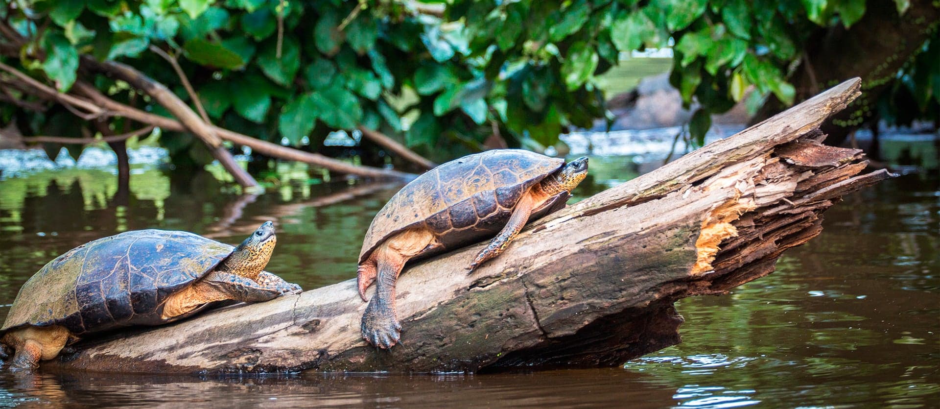 Tortugas <span class="iconos separador"></span> Tortuguero