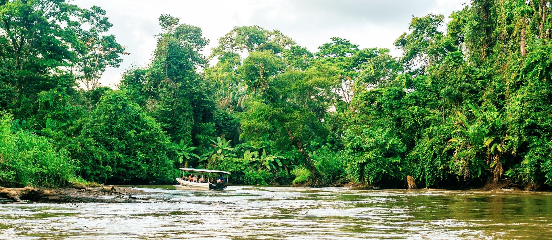 Manglares <span class="iconos separador"></span> Tortuguero
