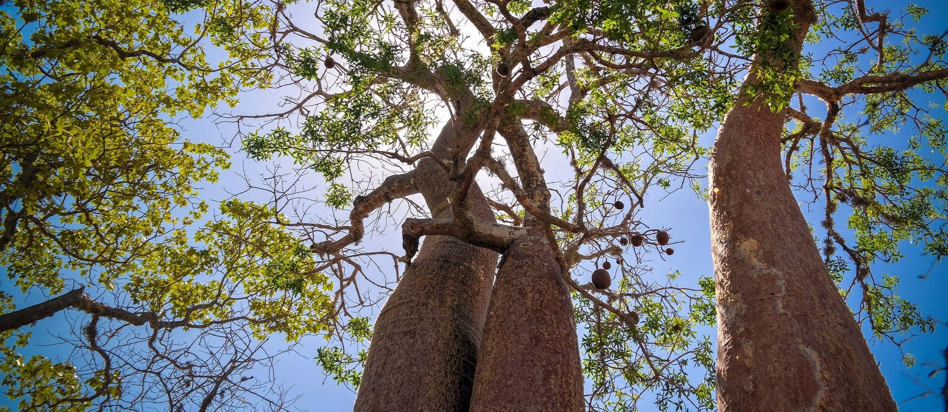 Lemurs, baobabs & Malagasy coast
