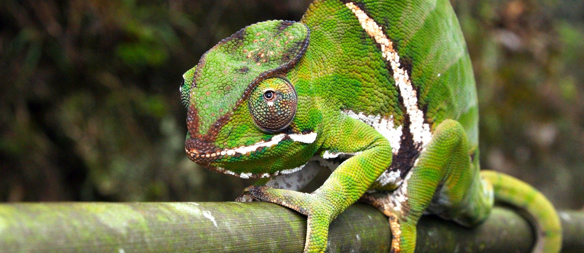 Lemurs, baobabs & Malagasy coast