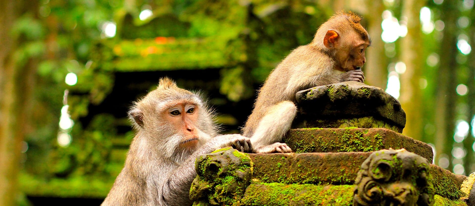 Monos en Ubud <span class="iconos separador"></span> Bali