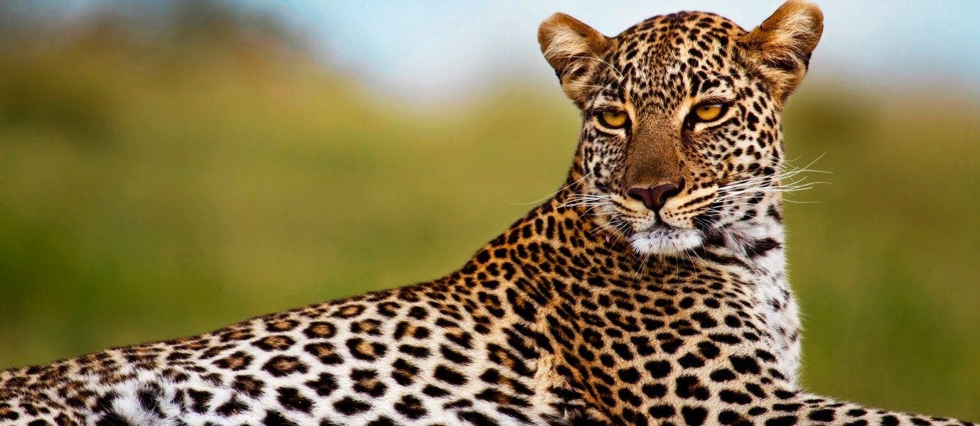 Luxury African Adventures