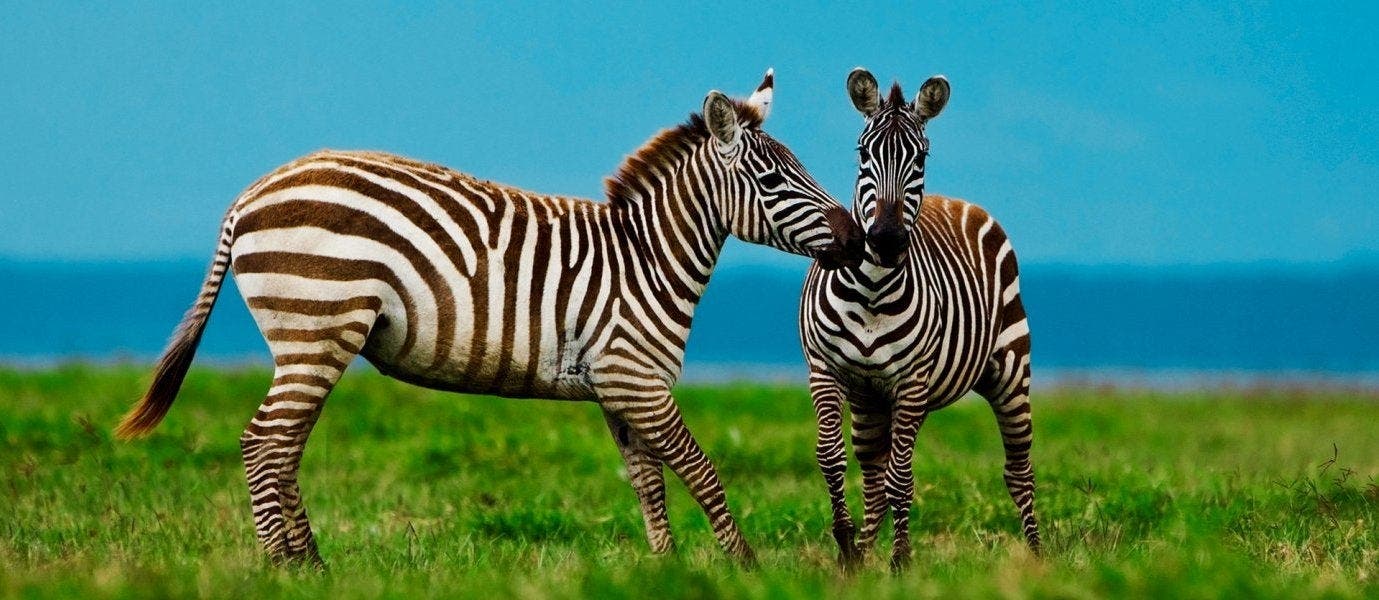 Luxury African Adventures