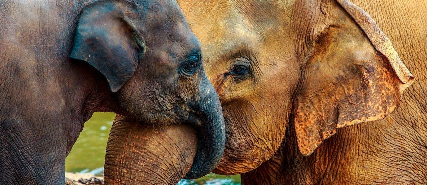 Luxury African Adventures