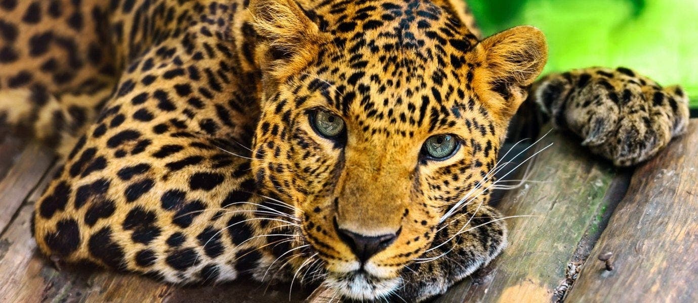 Luxury African Adventures