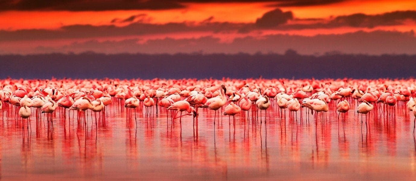 Luxury African Adventures