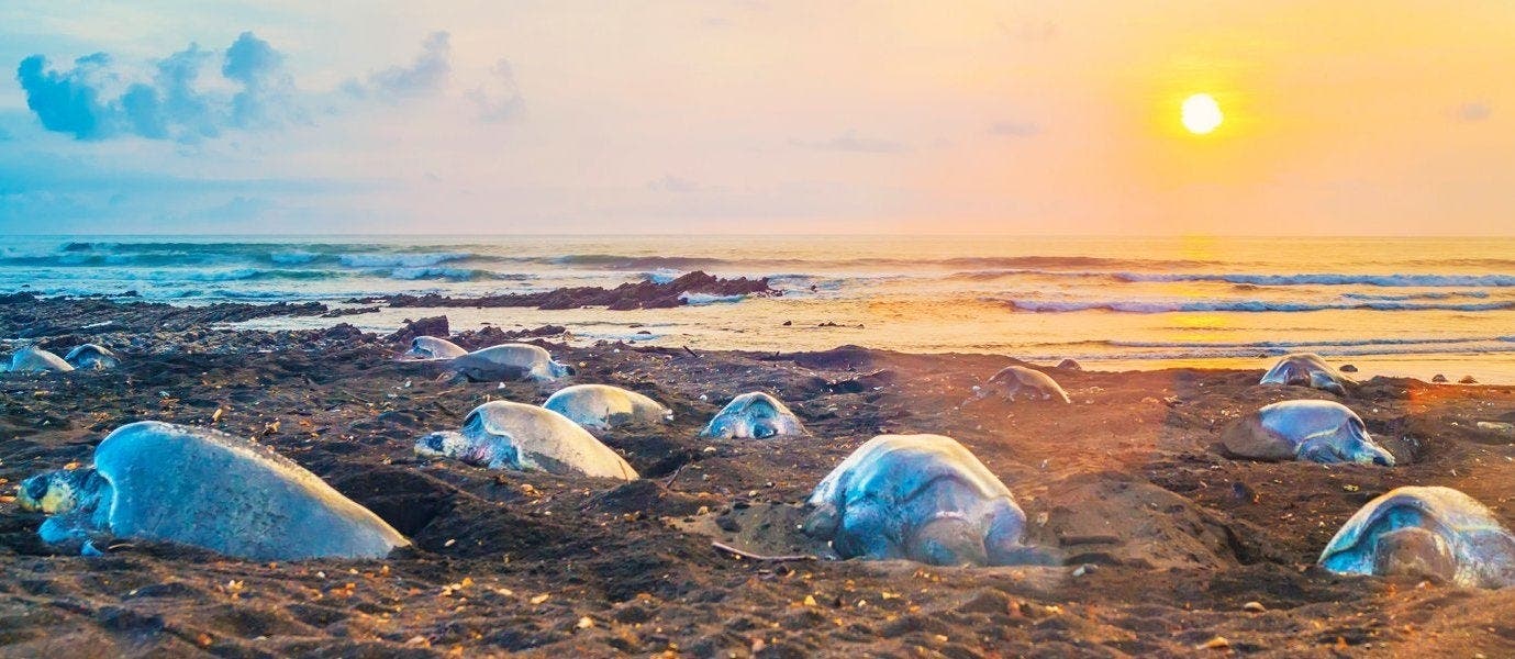 Magical Night of the Sea Turtles