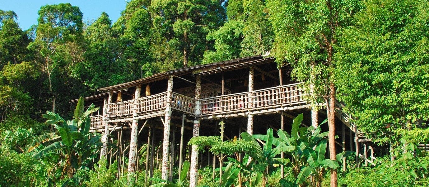 Between Rainforests & Orangutans